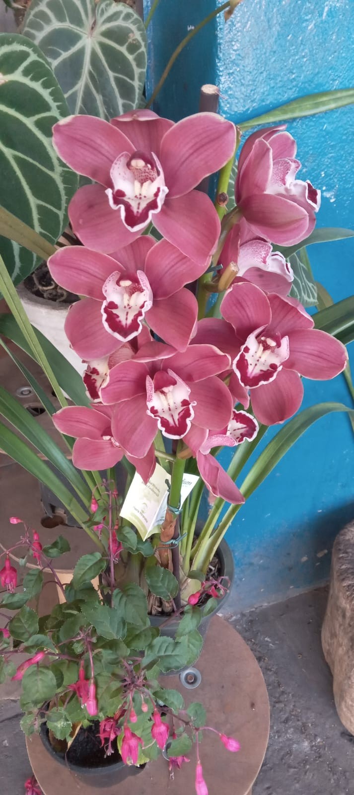 Flores Naturais